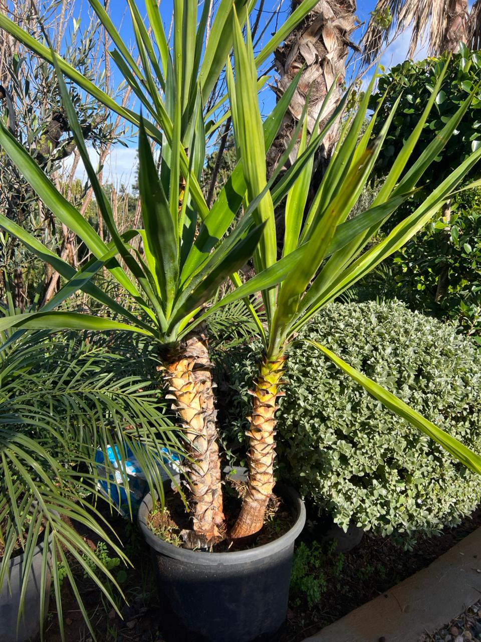 Yucca elephantipes